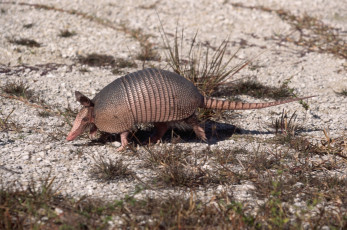 Картинка животные броненосцы