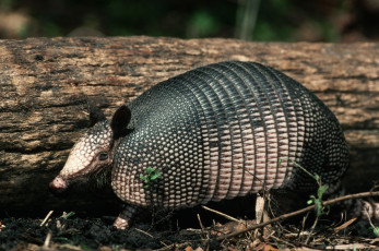 Картинка животные броненосцы броненосец