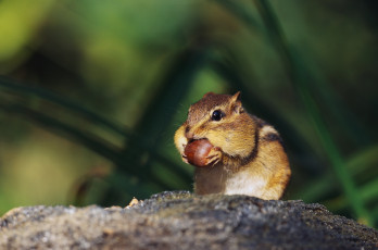 Картинка животные бурундуки