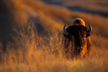 Картинка животные зубры бизоны