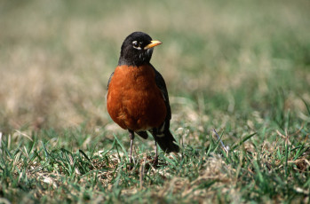 Картинка животные птицы