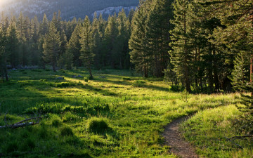 Картинка природа лес