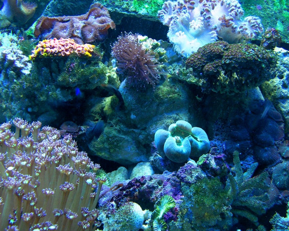 Обои картинки фото 