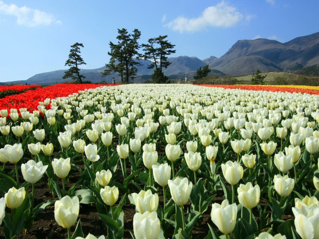 Обои картинки фото цветы, тюльпаны