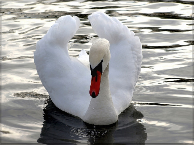 Обои картинки фото животные, лебеди