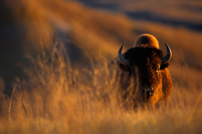 Обои картинки фото животные, зубры, бизоны