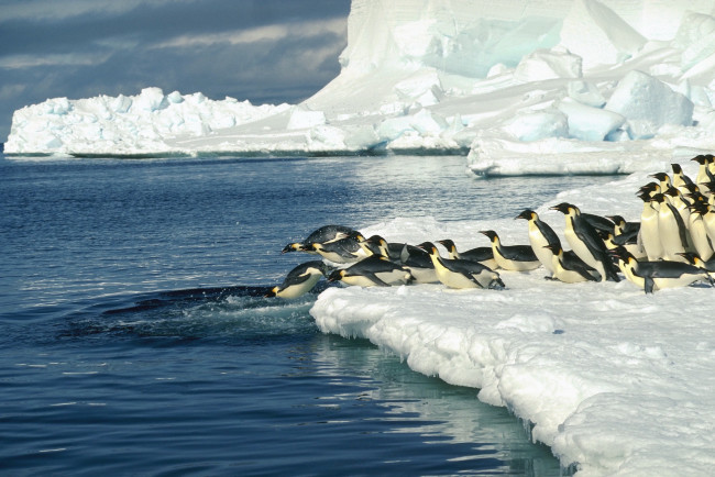 Обои картинки фото животные, пингвины