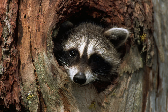 Обои картинки фото животные, еноты