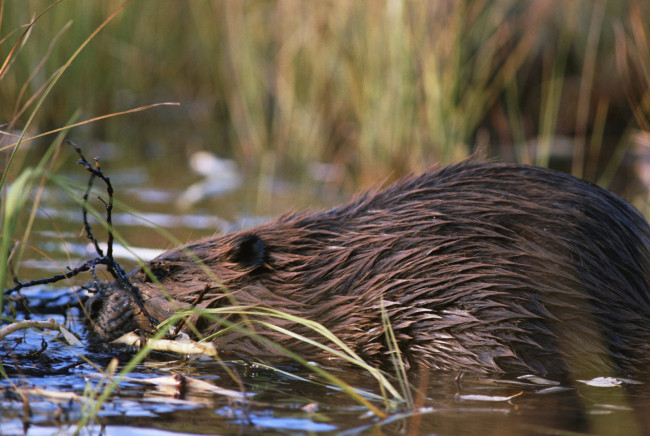 Обои картинки фото животные, бобры