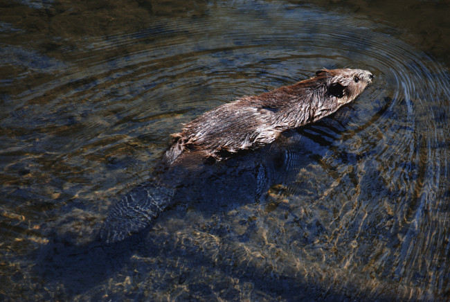 Обои картинки фото животные, бобры