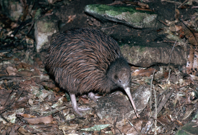 Обои картинки фото киви, животные, птицы
