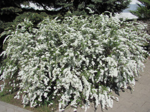 Картинка цветы цветущие деревья кустарники белый