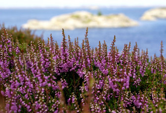 Картинка цветы вереск эрики розовый