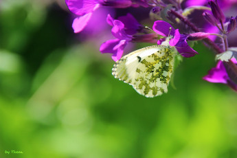 Картинка автор thean животные бабочки цветки бабочка