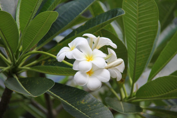 Картинка цветы плюмерия листья соцветие