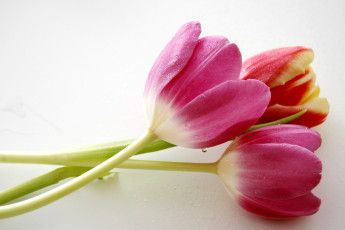 Картинка цветы тюльпаны лепестки