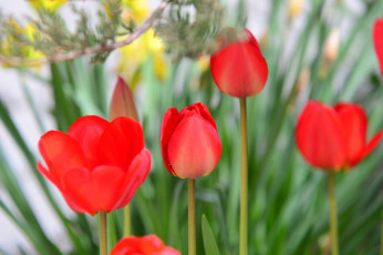 Картинка цветы тюльпаны красный