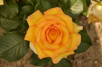 Картинка цветы розы желтый