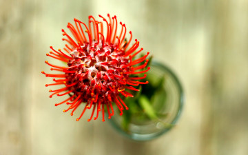 Картинка цветы протея красный экзотика