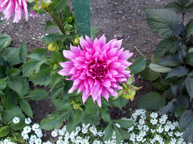 Обои картинки фото цветы, георгины