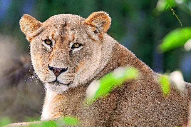 Обои картинки фото животные, львы, львица, лежит, отдых, взгляд