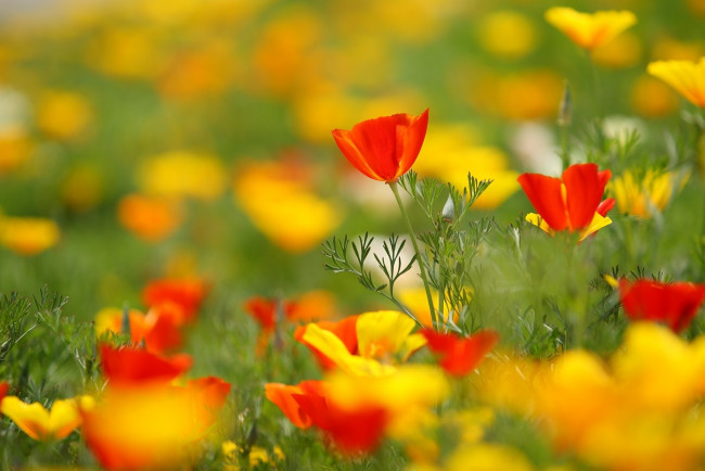 Обои картинки фото цветы, эшшольция, желтый, красный