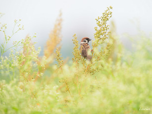 Картинка животные воробьи воробышек