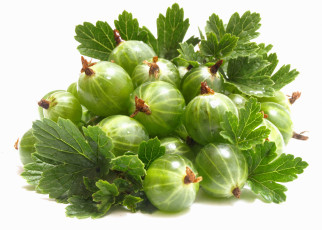 обоя еда, крыжовник, горсть, ягоды, дары, лета, листья