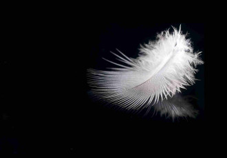 Картинка разное перья перышко