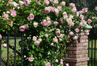 Картинка разное компьютерный дизайн забор розы