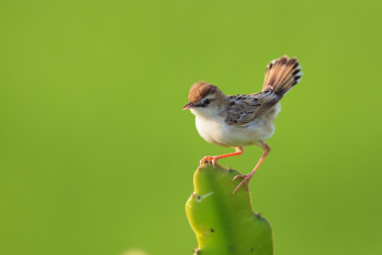 Картинка животные птицы хвост кактус птичка