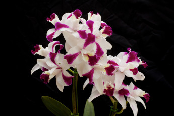 Картинка цветы орхидеи