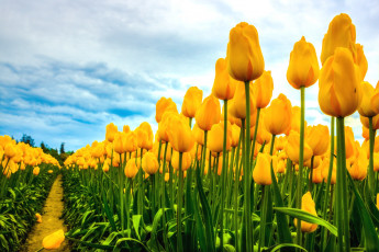 Картинка цветы тюльпаны много желтый