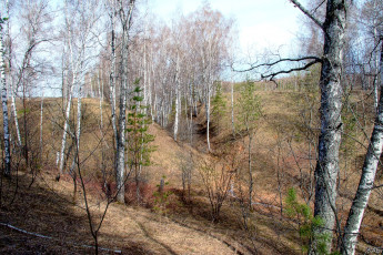 Картинка весна природа деревья овраг березы