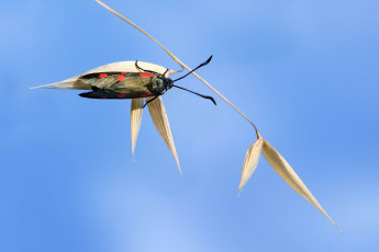 Картинка животные бабочки пятна бабочка стебель