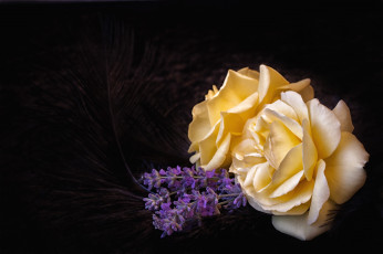 Картинка цветы разные вместе розы лаванда