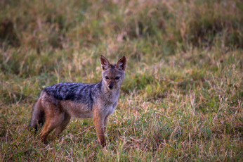 Картинка животные другое шакал