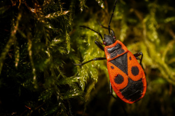 Картинка животные насекомые жук макро