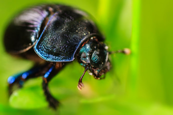 Картинка животные насекомые жук макро