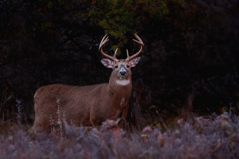 Картинка животные олени рога красавец