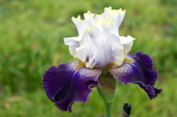 Картинка цветы ирисы бутон