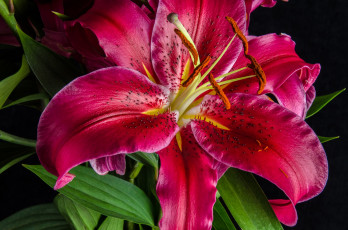 Картинка цветы лилии лилейники макро