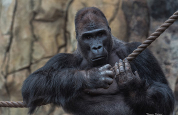 Картинка животные обезьяны горилла портрет