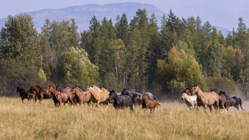 Картинка животные лошади табун