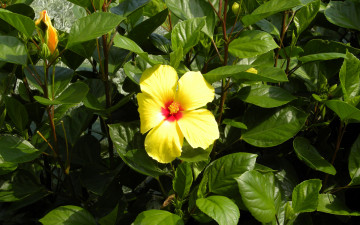 Картинка цветы гибискусы лето лепестки