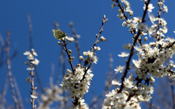 Картинка цветы сакура вишня ветка