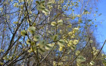 Картинка вербное воскресенье природа деревья цветение верба