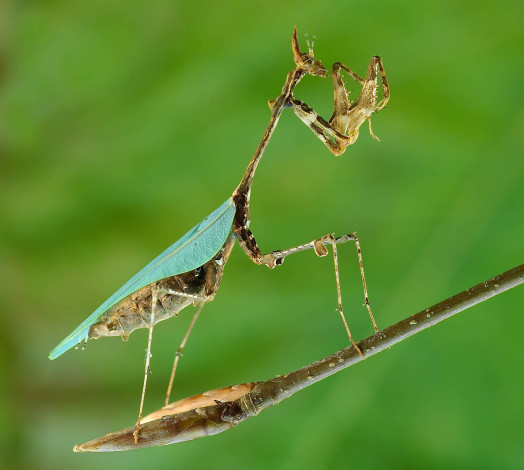 Обои картинки фото животные, богомолы, богомол, ветка