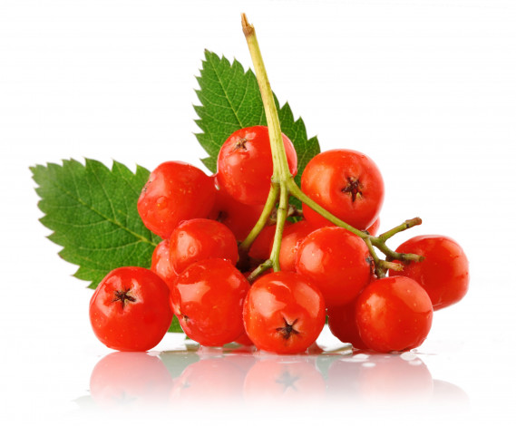 Обои картинки фото еда, рябина