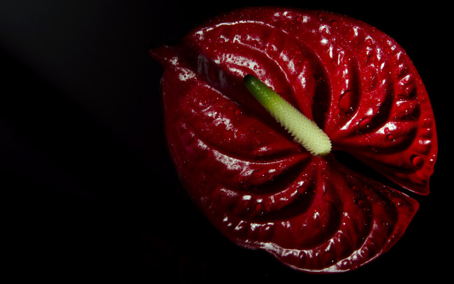 Обои картинки фото цветы, антуриум, цветок, фламинго